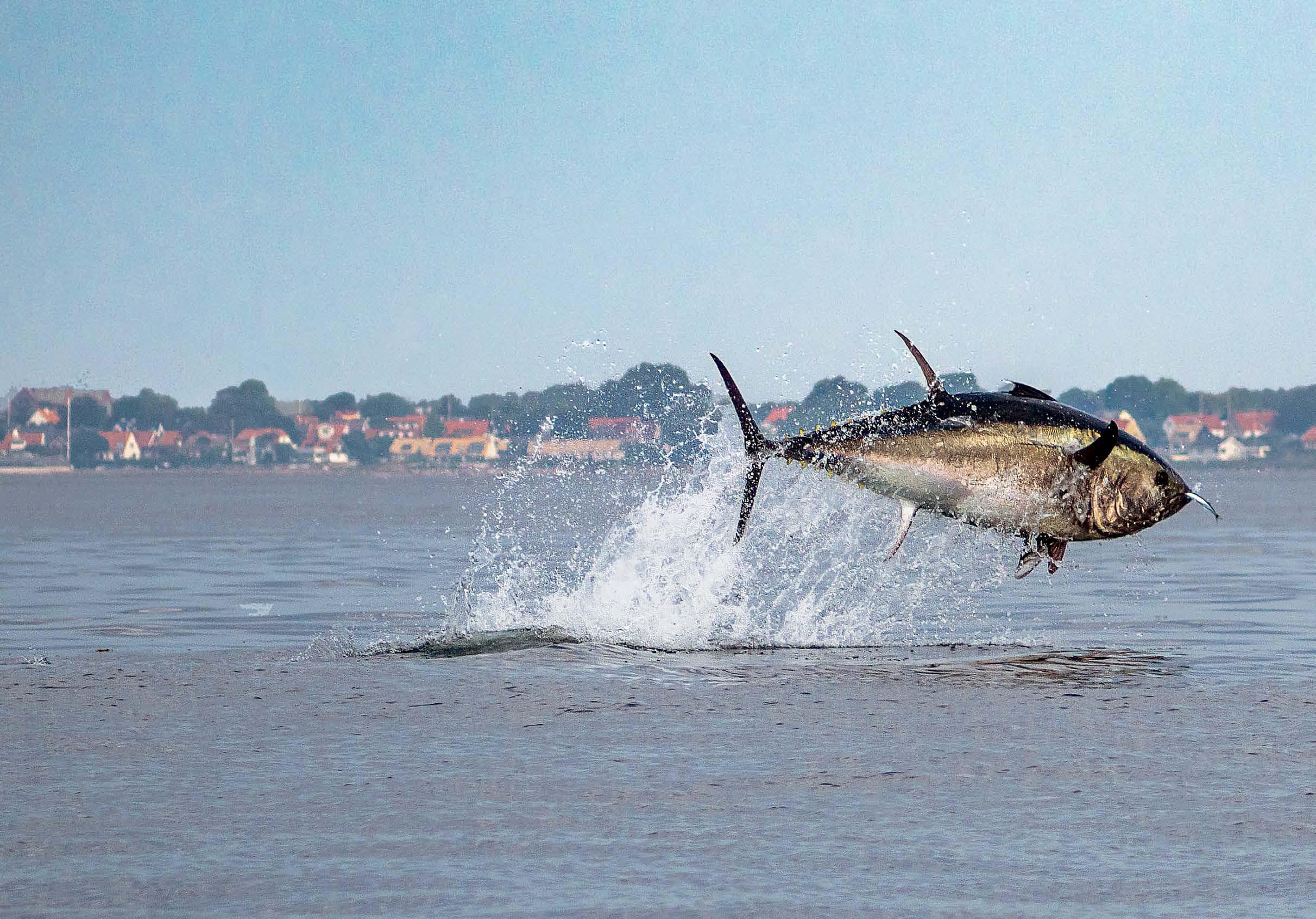 RETURN OF THE TUNA